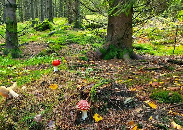 Meisterstein * ヴィンターベルク